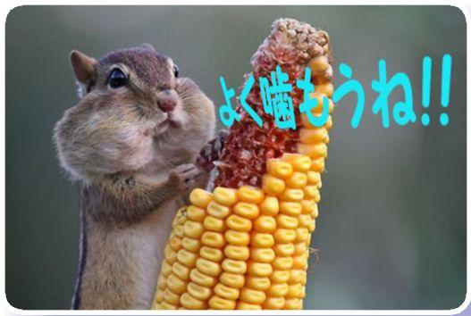 噛むことの説明 噛むことの説明